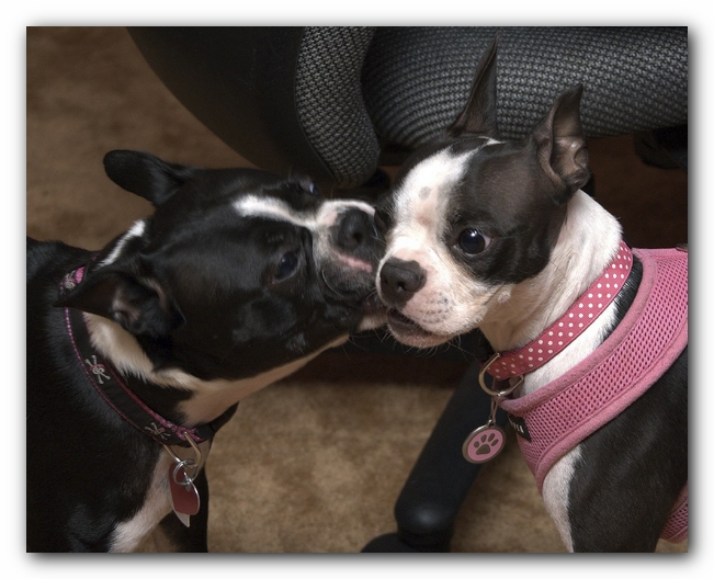 Miley and Howie have a Boston Terrier Meetup with Gooch and Sophie!