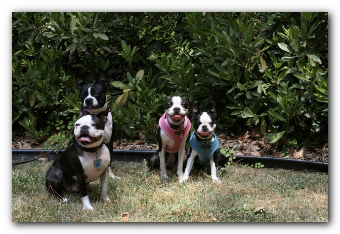 Miley and Howie have a Boston Terrier Meetup with Gooch and Sophie!