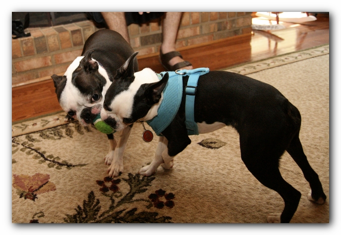 Miley and Howie have a Boston Terrier Meetup with Gooch and Sophie!