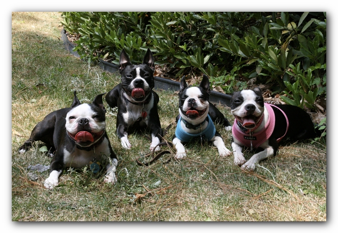 Miley and Howie have a Boston Terrier Meetup with Gooch and Sophie!