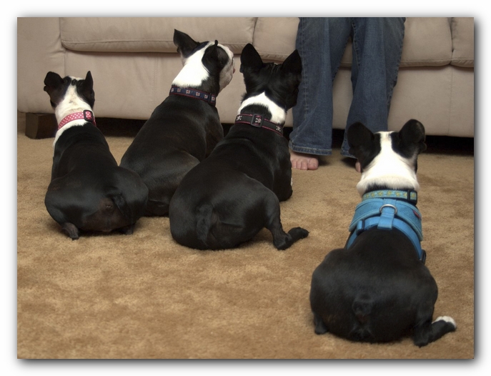 Miley and Howie have a Boston Terrier Meetup with Gooch and Sophie!