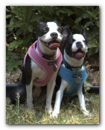 Miley and Howie have a Boston Terrier Meetup with Gooch and Sophie!