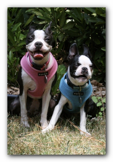 Miley and Howie have a Boston Terrier Meetup with Gooch and Sophie!