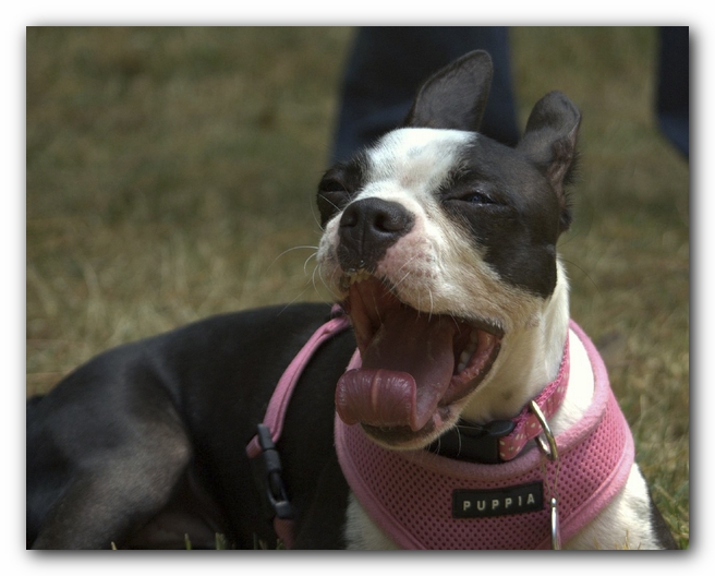 Miley and Howie have a Boston Terrier Meetup with Gooch and Sophie!