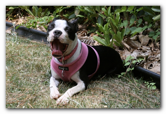 Miley and Howie have a Boston Terrier Meetup with Gooch and Sophie!