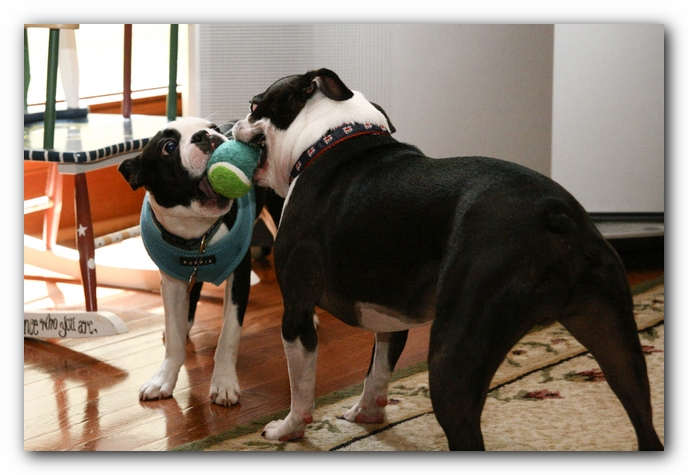 Miley and Howie have a Boston Terrier Meetup with Gooch and Sophie!
