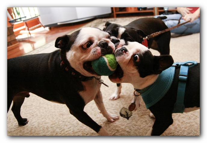 Miley and Howie have a Boston Terrier Meetup with Gooch and Sophie!