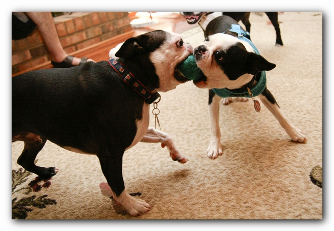 Miley and Howie have a Boston Terrier Meetup with Gooch and Sophie!