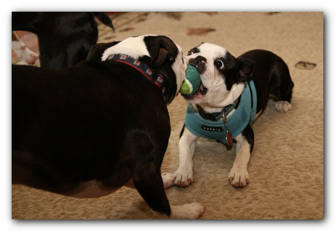 Miley and Howie have a Boston Terrier Meetup with Gooch and Sophie!