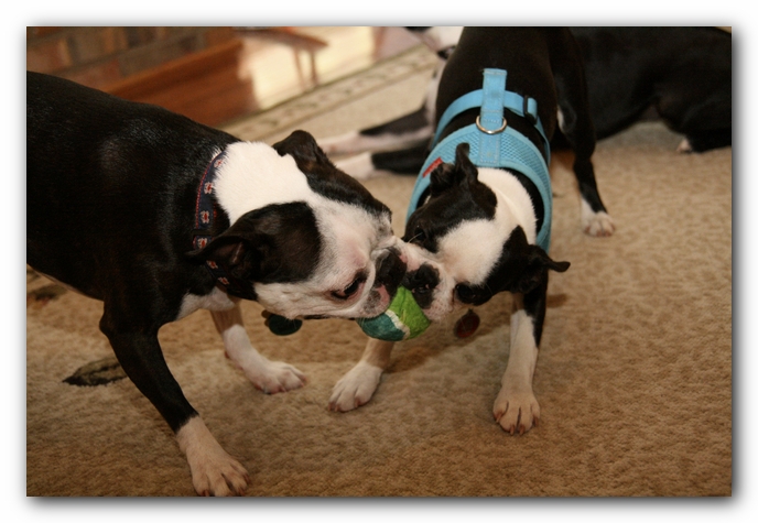 Miley and Howie have a Boston Terrier Meetup with Gooch and Sophie!