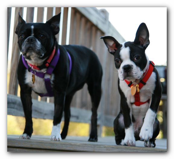 Maggie and Toby