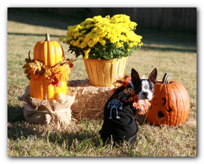 Miley the Boston Terrier Puppy