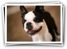 boston terrier puppies