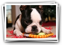 howie sunwoods boston terrier puppy