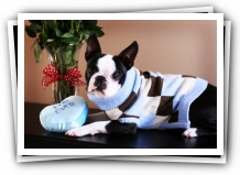 howie sunwoods boston terrier puppy