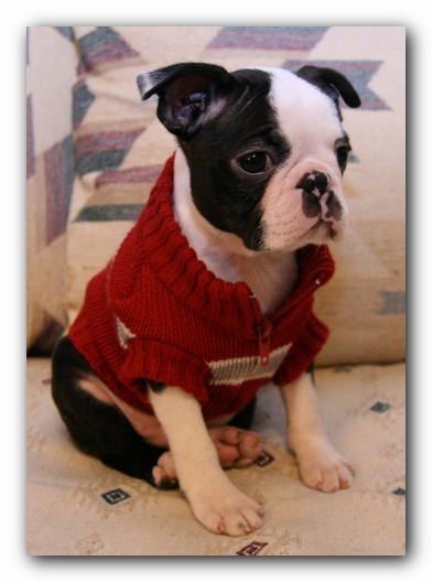 Howie the Sunwoods Boston Terrier Puppy