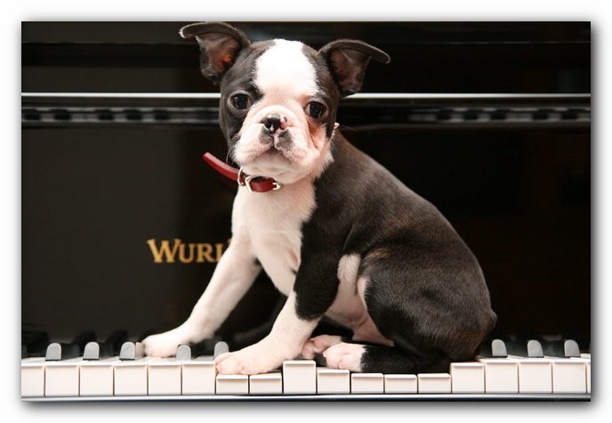 Howie the Sunwoods Boston Terrier Puppy