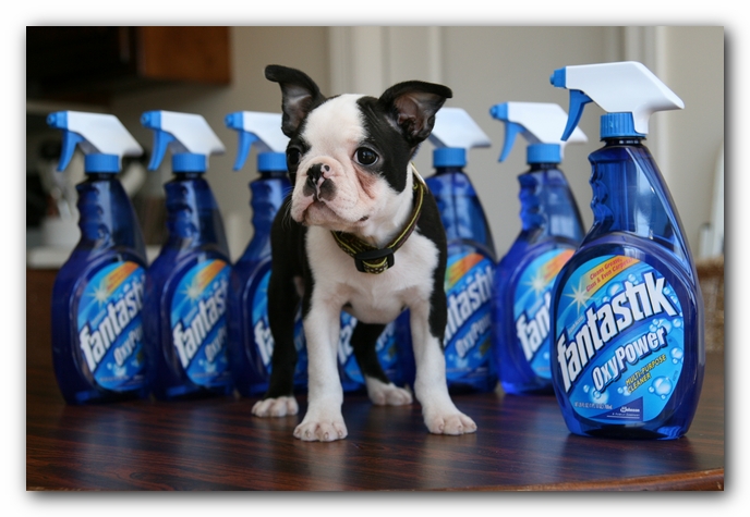 Howie the Sunwoods Boston Terrier Puppy
