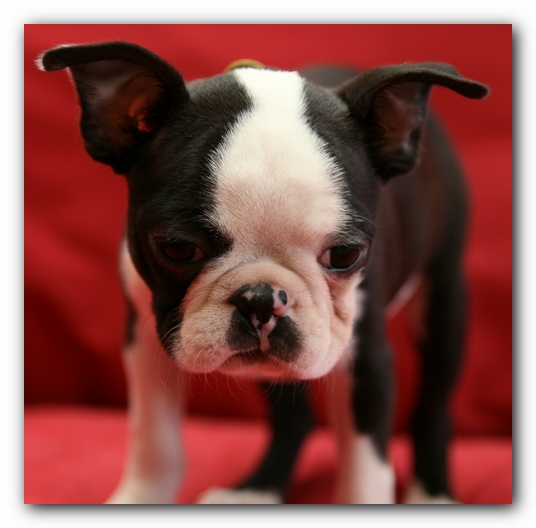 Howie the Sunwoods Boston Terrier Puppy