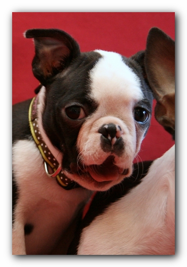 Howie the Sunwoods Boston Terrier Puppy