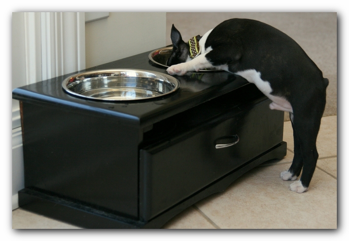 Howie the Sunwoods Boston Terrier Puppy