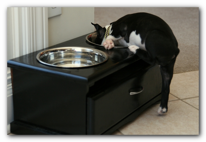 Howie the Sunwoods Boston Terrier Puppy