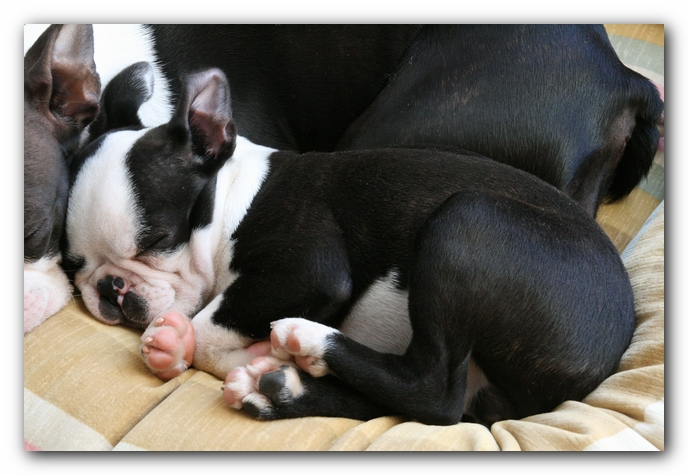 Howie the Sunwoods Boston Terrier Puppy