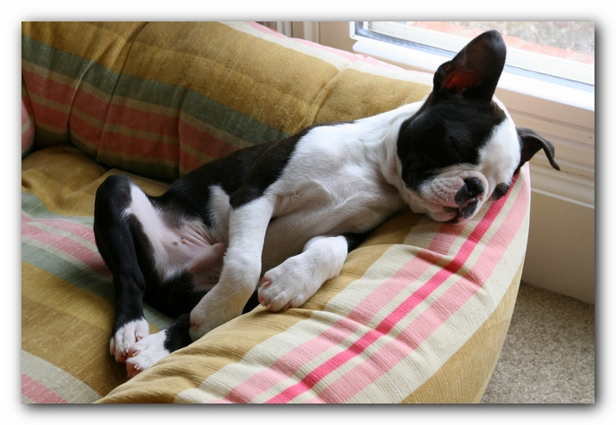 Howie the Sunwoods Boston Terrier Puppy