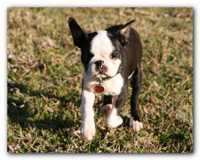 Howie the Sunwoods Boston Terrier Puppy