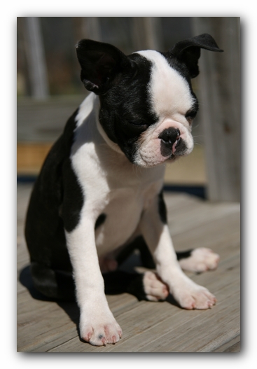 Howie the Sunwoods Boston Terrier Puppy