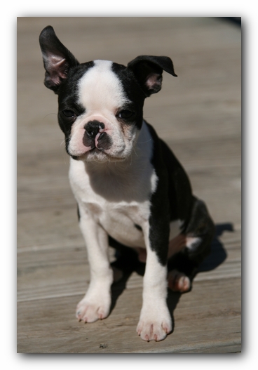 Howie the Sunwoods Boston Terrier Puppy