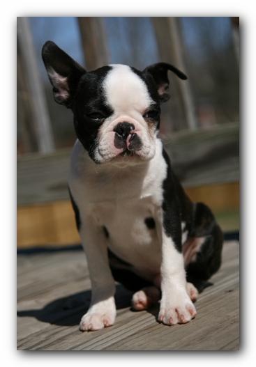 Howie the Sunwoods Boston Terrier Puppy