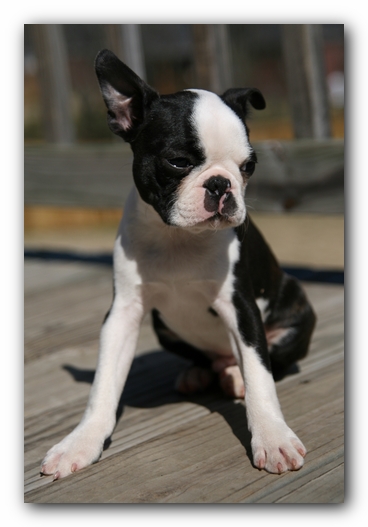 Howie the Sunwoods Boston Terrier Puppy