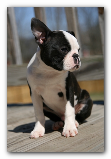 Howie the Sunwoods Boston Terrier Puppy