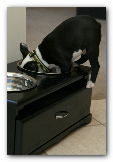 Howie the Sunwoods Boston Terrier Puppy