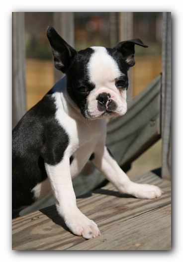 Howie the Sunwoods Boston Terrier Puppy
