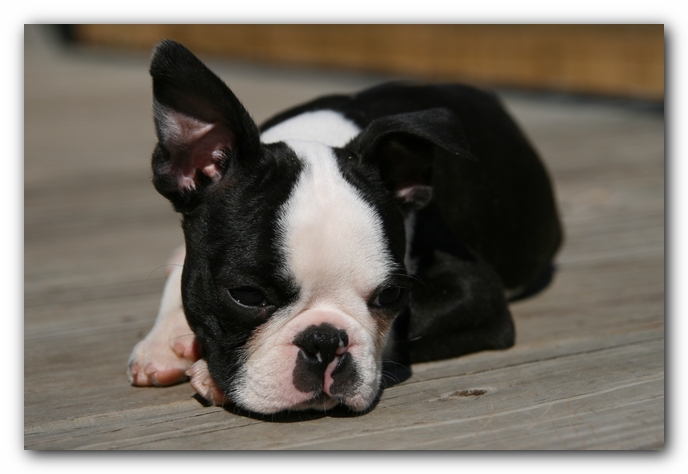 Howie the Sunwoods Boston Terrier Puppy