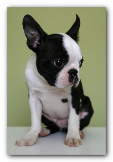 Howie the Sunwoods Boston Terrier Puppy