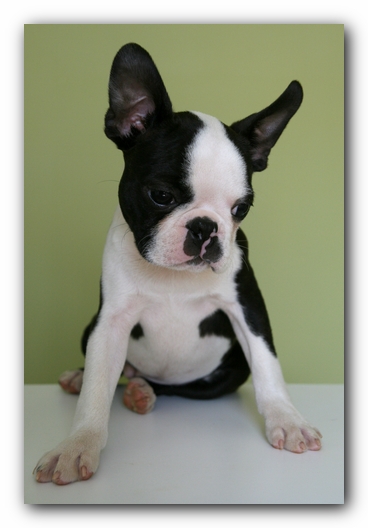 Howie the Sunwoods Boston Terrier Puppy