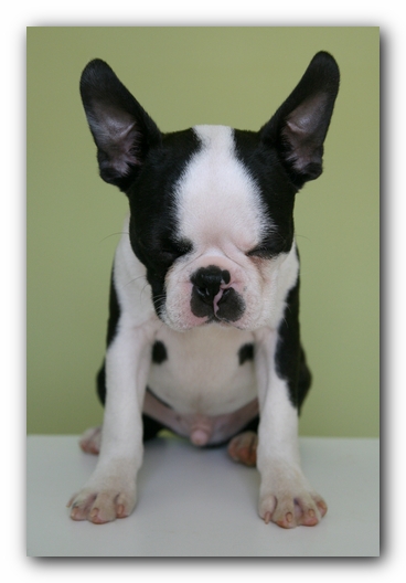 Howie the Sunwoods Boston Terrier Puppy