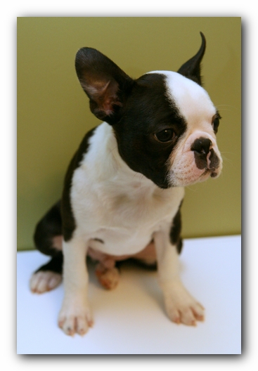 Howie the Sunwoods Boston Terrier Puppy