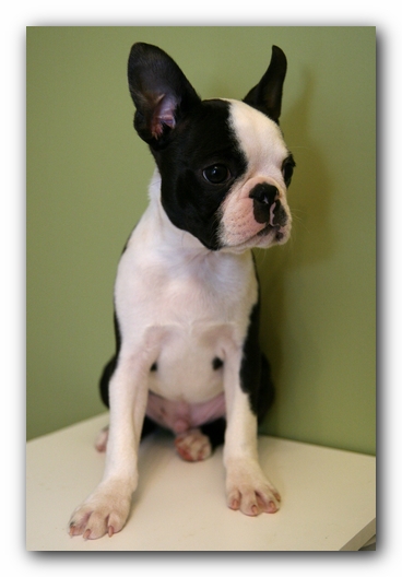 Howie the Sunwoods Boston Terrier Puppy