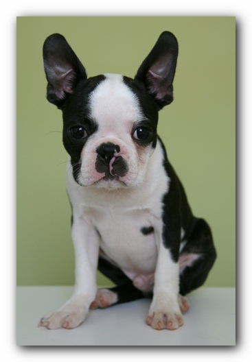 Howie the Sunwoods Boston Terrier Puppy