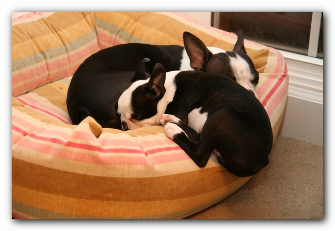 Howie the Sunwoods Boston Terrier Puppy
