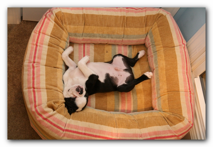 Howie the Sunwoods Boston Terrier Puppy