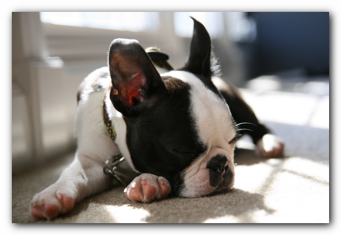 Howie the Sunwoods Boston Terrier Puppy