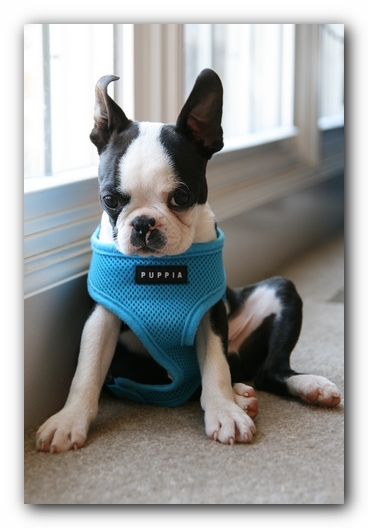 Howie the Sunwoods Boston Terrier Puppy