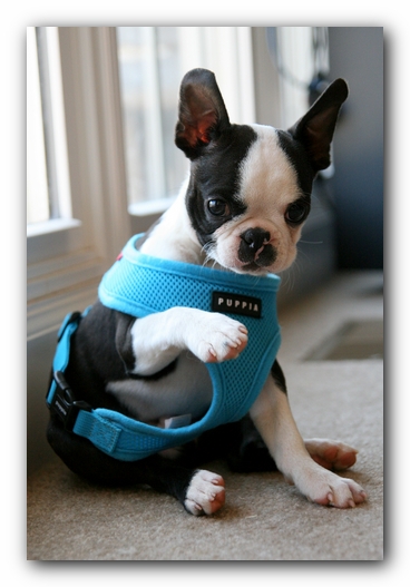 Howie the Sunwoods Boston Terrier Puppy
