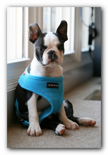 Howie the Sunwoods Boston Terrier Puppy