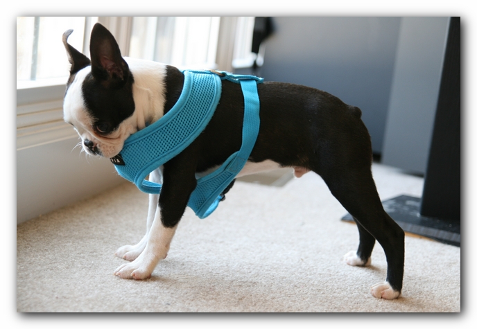 Howie the Sunwoods Boston Terrier Puppy